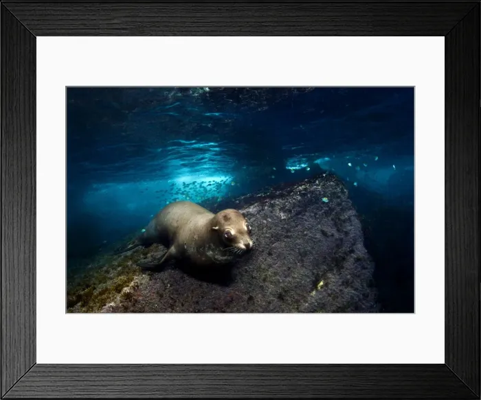 Framed Print : Picture No. 10900443 Framed Print : Picture No. 10900443
