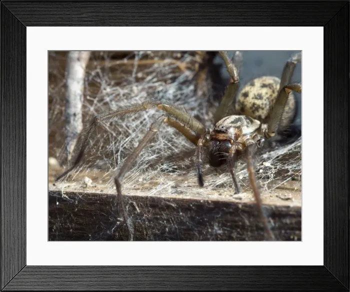 Framed Print : Picture No. 10900305 Framed Print : Picture No. 10900305