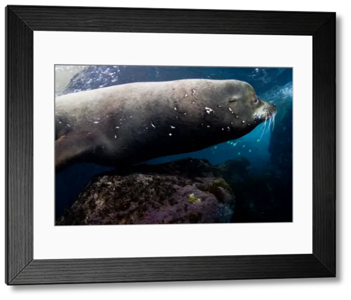 Framed Print : Picture No. 10900441
