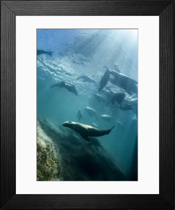 Framed Print : Picture No. 10900413 Framed Print : Picture No. 10900413