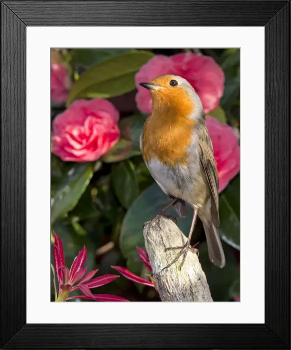 Framed Print : Picture No. 10900291 Framed Print : Picture No. 10900291