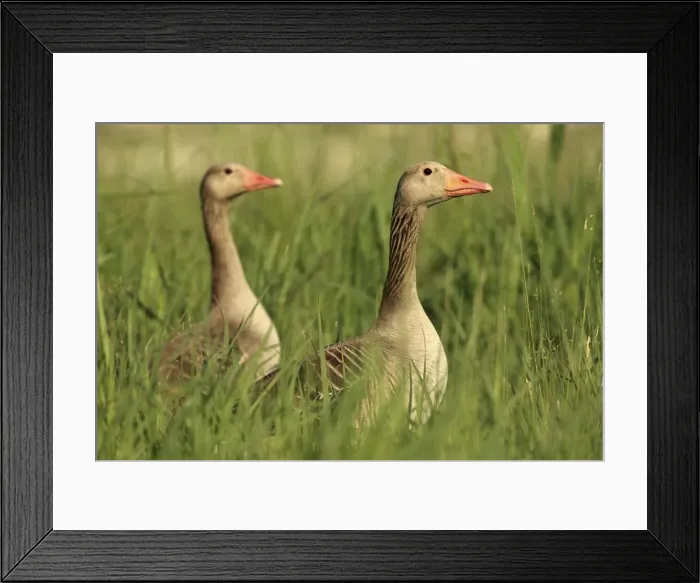Framed Print : Picture No. 10900205 Framed Print : Picture No. 10900205