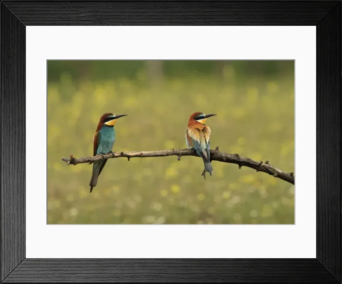 Framed Print : Picture No. 10900197 Framed Print : Picture No. 10900197