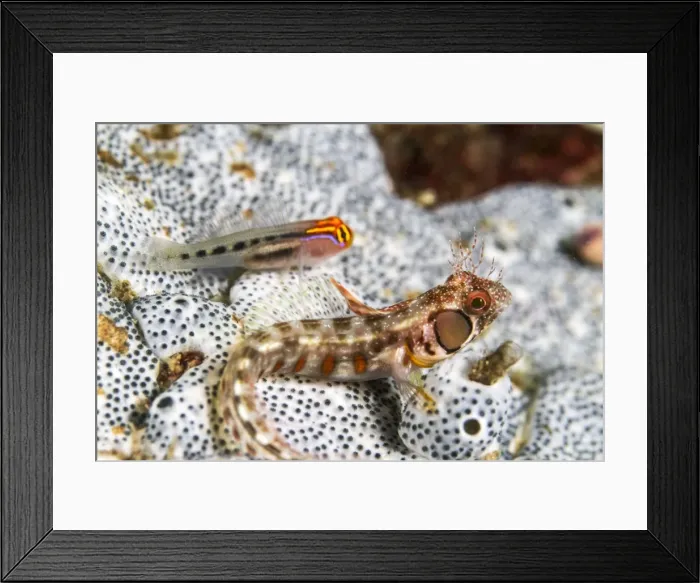 Framed Print : Picture No. 10900364