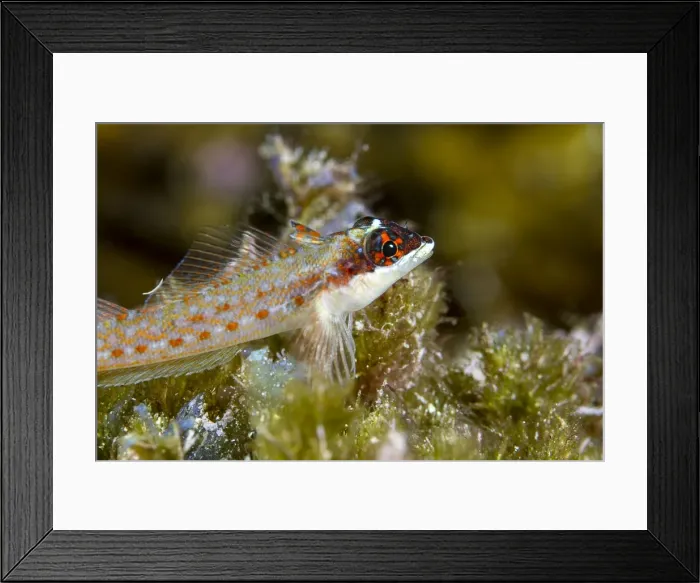 Framed Print : Picture No. 10900423 Framed Print : Picture No. 10900423