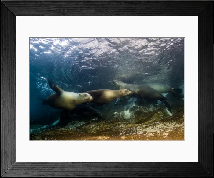 Framed Print : Picture No. 10900446 Framed Print : Picture No. 10900446
