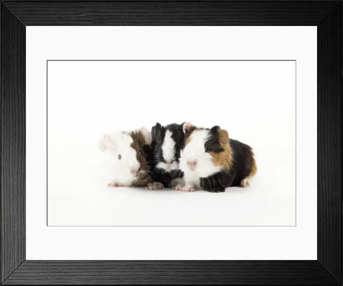 Framed Print : Picture No. 10900166 Framed Print : Picture No. 10900166
