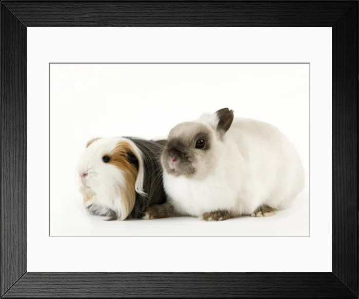 Framed Print : Picture No. 10900150