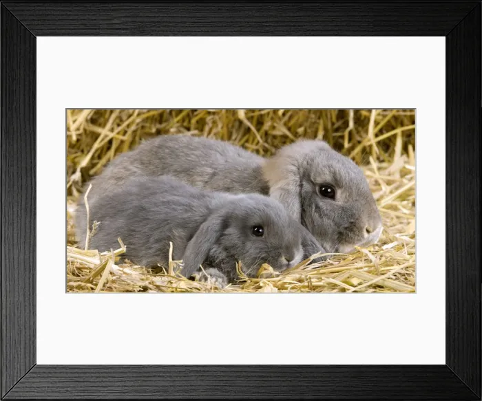 Framed Print : Picture No. 10900114 Framed Print : Picture No. 10900114