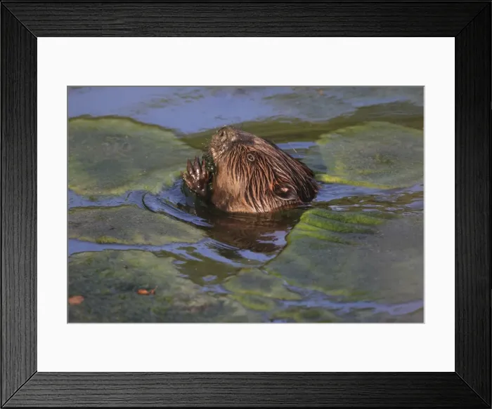 Framed Print : Picture No. 10900195 Framed Print : Picture No. 10900195