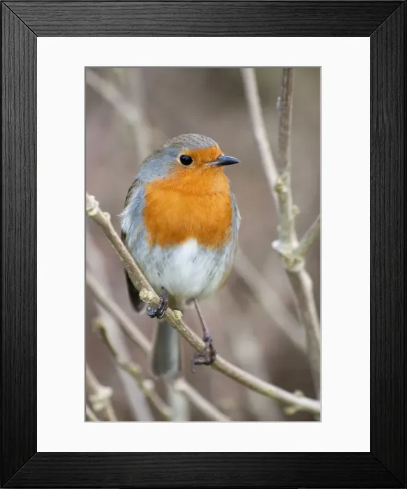 Framed Print : Picture No. 10900311 Framed Print : Picture No. 10900311
