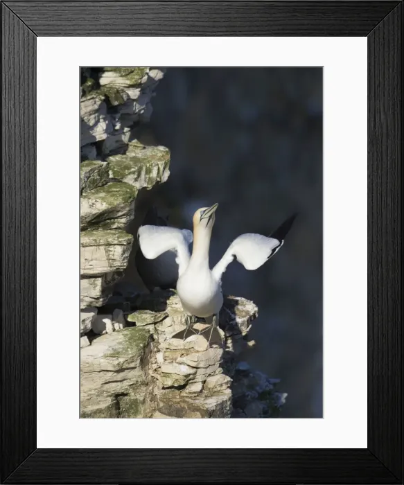 Framed Print : Picture No. 10900340
