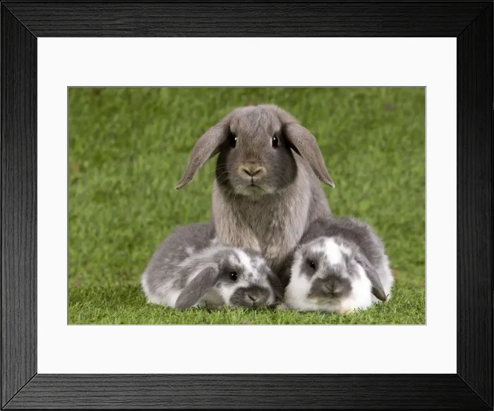 Framed Print : Picture No. 10900139 Framed Print : Picture No. 10900139