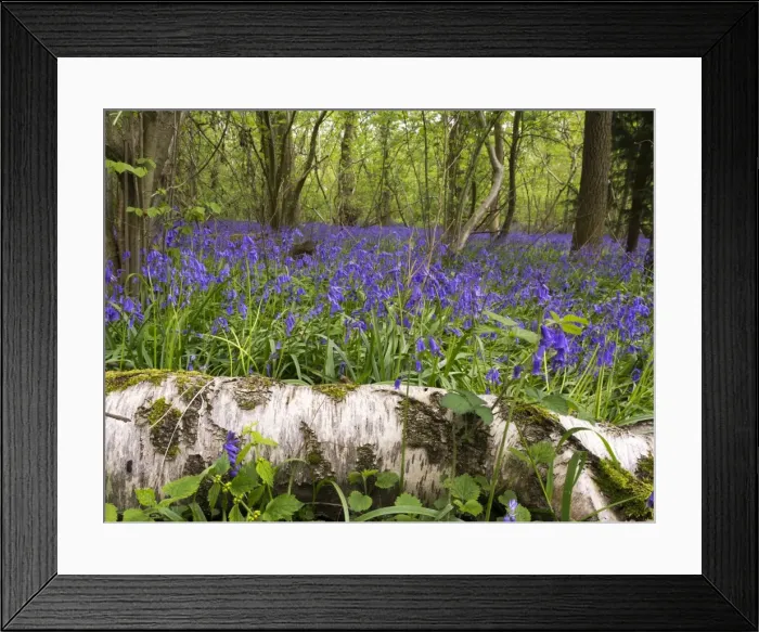 Framed Print : Picture No. 10900294 Framed Print : Picture No. 10900294