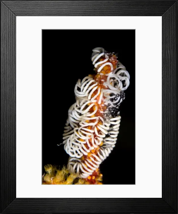 Framed Print : Picture No. 10900431 Framed Print : Picture No. 10900431
