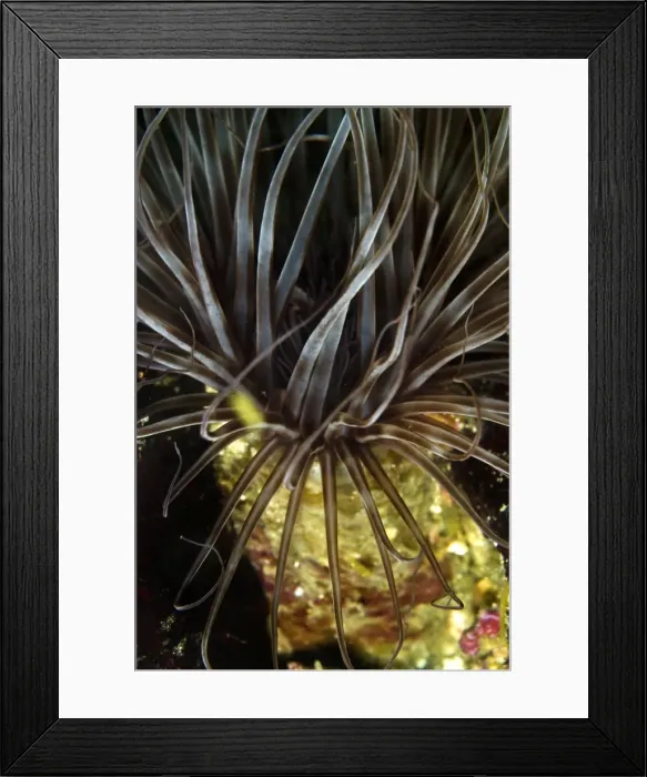 Framed Print : Picture No. 10900362 Framed Print : Picture No. 10900362