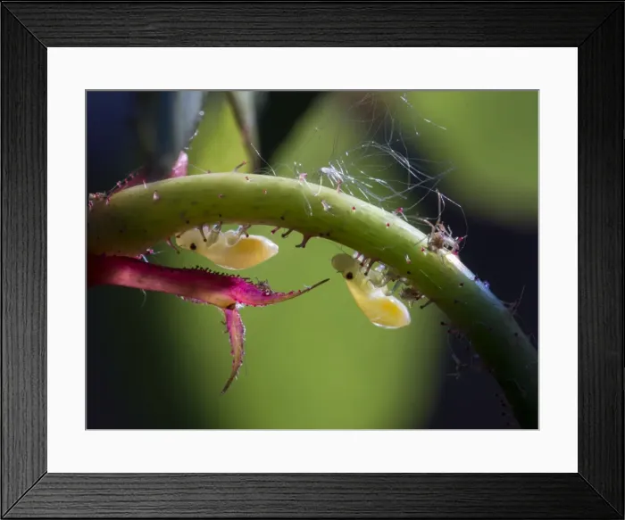 Framed Print : Picture No. 10900309 Framed Print : Picture No. 10900309