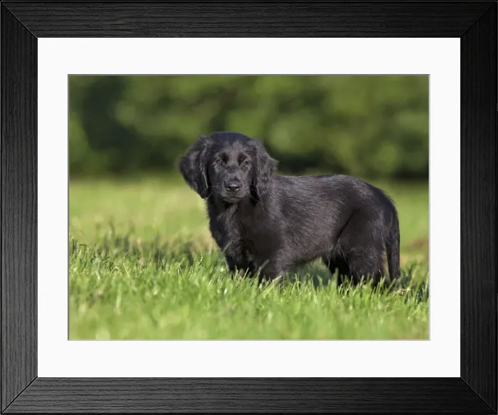 Framed Print : Picture No. 10900338 Framed Print : Picture No. 10900338