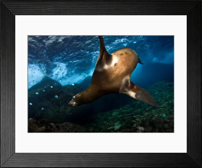 Framed Print : Picture No. 10900444 Framed Print : Picture No. 10900444