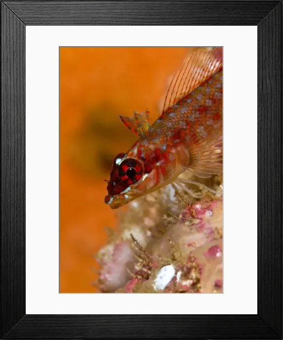 Framed Print : Picture No. 10900422