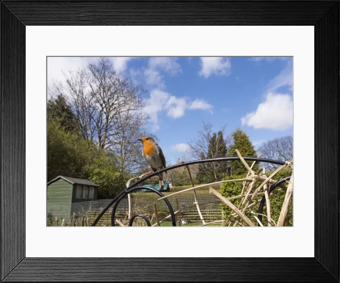 Framed Print : Picture No. 10900289 Framed Print : Picture No. 10900289