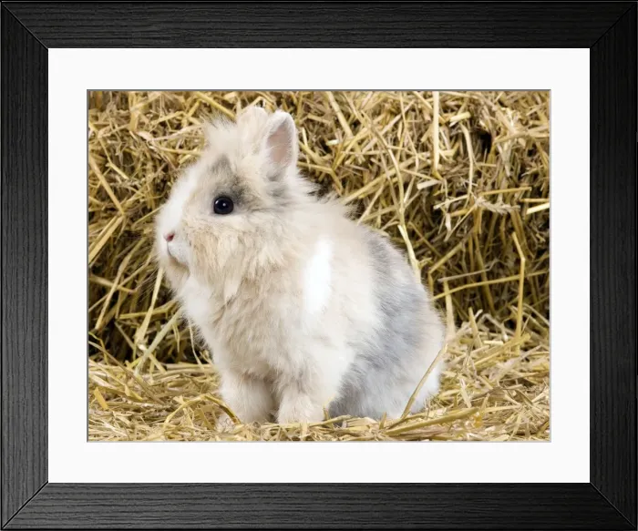 Framed Print : Picture No. 10900113