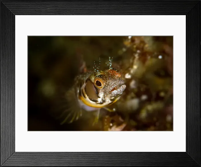 Framed Print : Picture No. 10900439 Framed Print : Picture No. 10900439