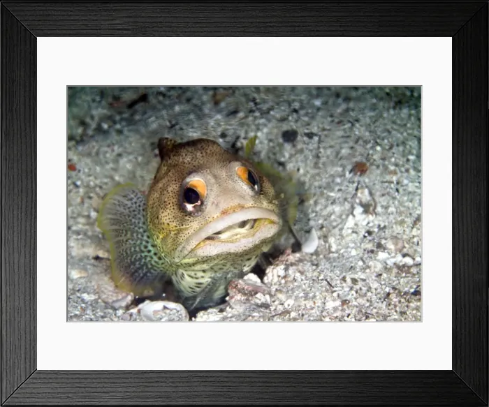 Framed Print : Picture No. 10900437 Framed Print : Picture No. 10900437