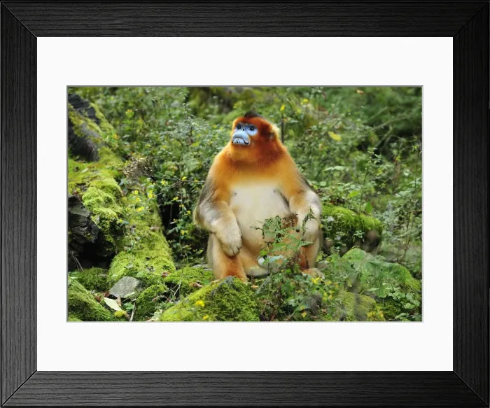 Framed Print : Picture No. 10909529 Framed Print : Picture No. 10909529