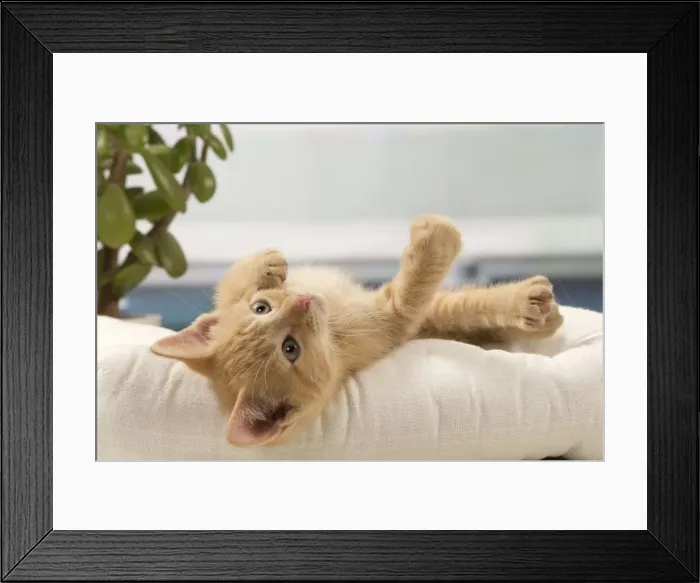 Framed Print : Picture No. 10901604 Framed Print : Picture No. 10901604