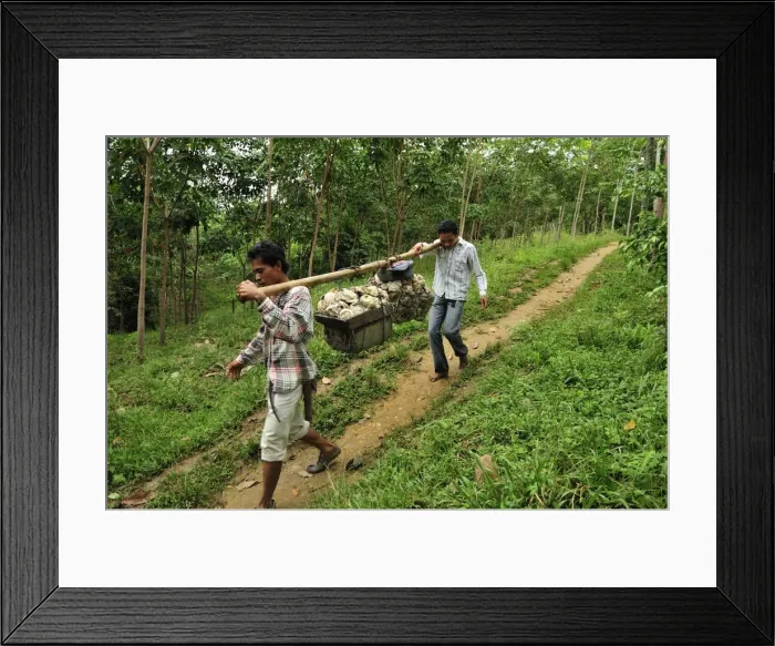 Framed Print : Picture No. 10909330