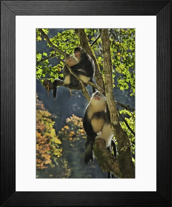 Framed Print : Picture No. 10909562 Framed Print : Picture No. 10909562
