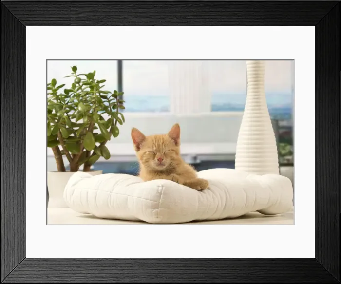Framed Print : Picture No. 10901602 Framed Print : Picture No. 10901602