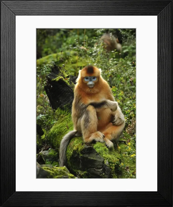 Framed Print : Picture No. 10909528 Framed Print : Picture No. 10909528