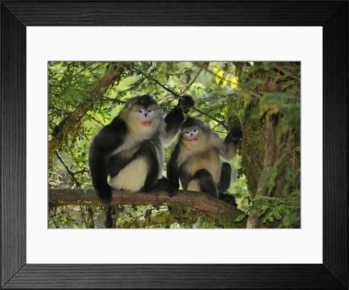 Framed Print : Picture No. 10909567 Framed Print : Picture No. 10909567