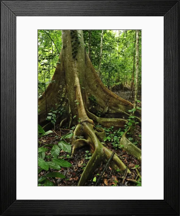 Framed Print : Picture No. 10909317 Framed Print : Picture No. 10909317