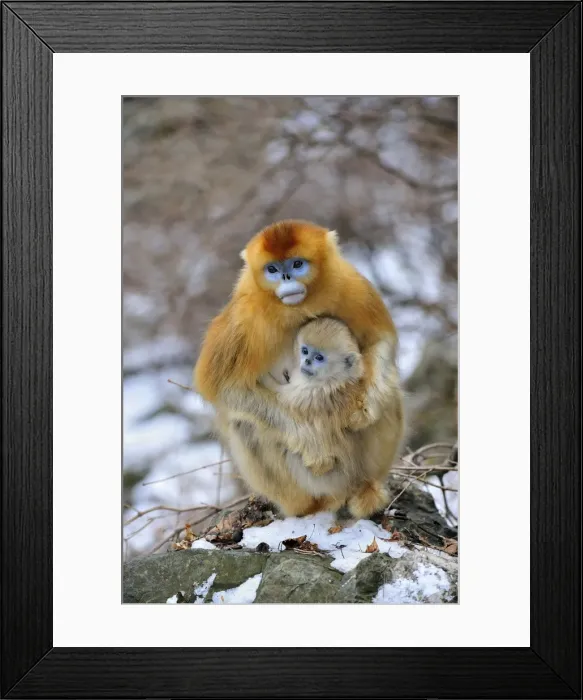 Framed Print : Picture No. 10909596 Framed Print : Picture No. 10909596
