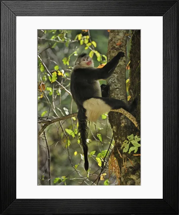 Framed Print : Picture No. 10909564 Framed Print : Picture No. 10909564