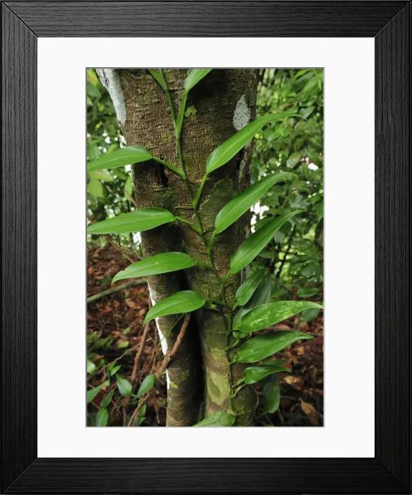 Framed Print : Picture No. 10909344 Framed Print : Picture No. 10909344