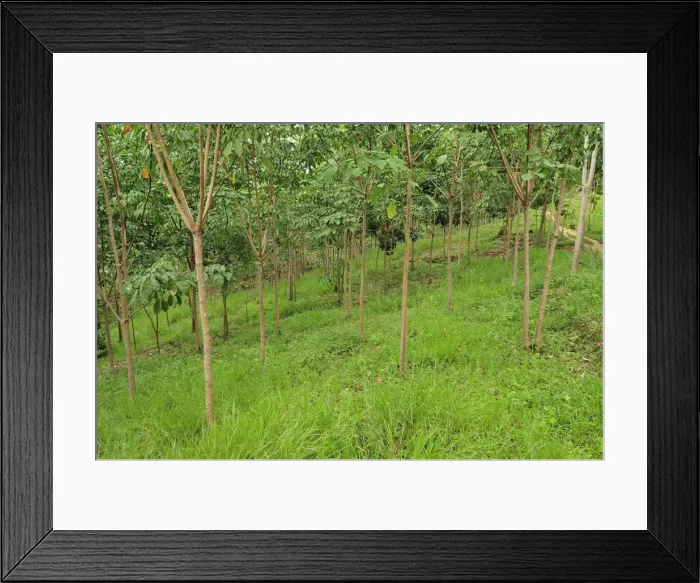 Framed Print : Picture No. 10909332 Framed Print : Picture No. 10909332