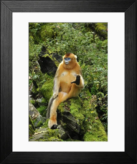 Framed Print : Picture No. 10909527 Framed Print : Picture No. 10909527