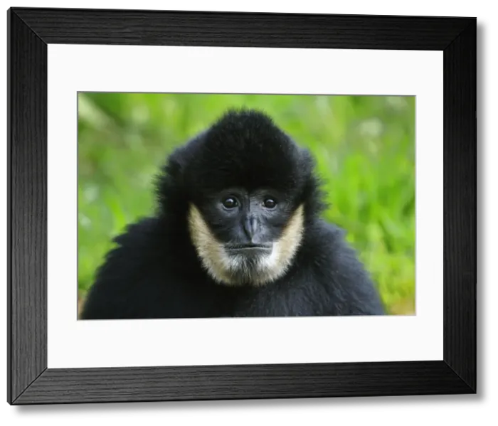 Framed Print : Picture No. 10909455 Framed Print : Picture No. 10909455
