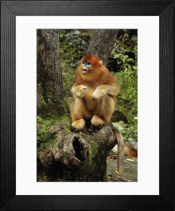 Framed Print : Picture No. 10909520 Framed Print : Picture No. 10909520