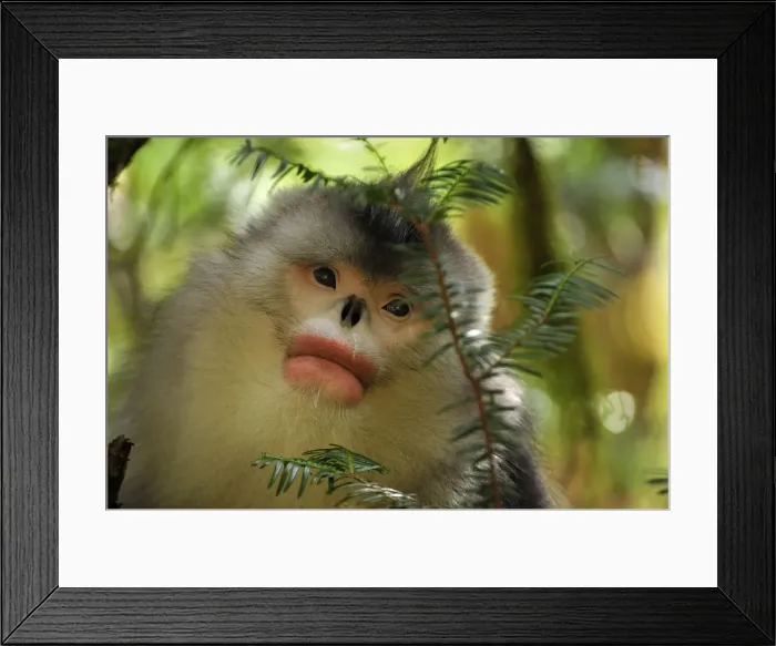 Framed Print : Picture No. 10909546 Framed Print : Picture No. 10909546