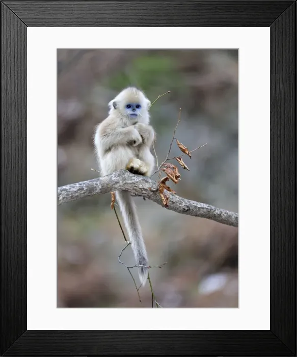 Framed Print : Picture No. 10909575 Framed Print : Picture No. 10909575