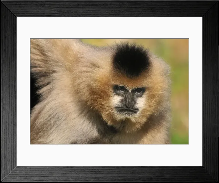 Framed Print : Picture No. 10909457 Framed Print : Picture No. 10909457