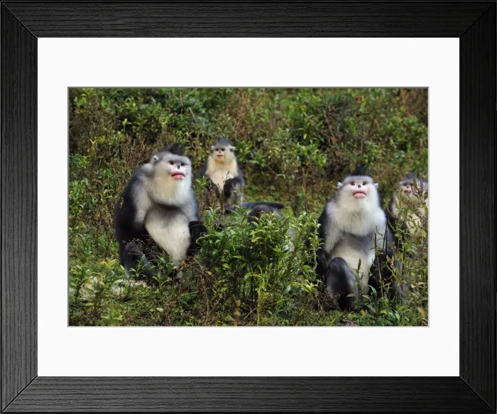 Framed Print : Picture No. 10909568 Framed Print : Picture No. 10909568