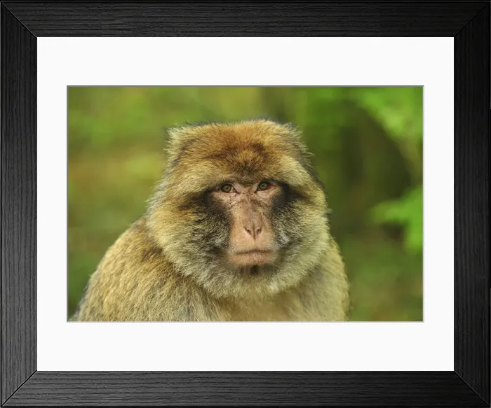 Framed Print : Picture No. 10909459