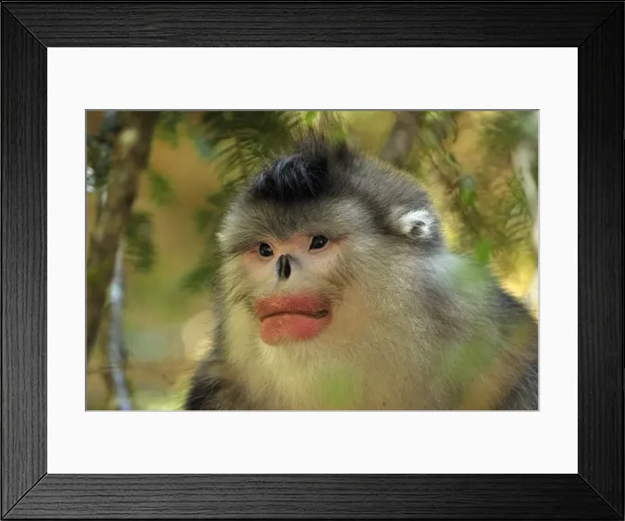 Framed Print : Picture No. 10909563 Framed Print : Picture No. 10909563