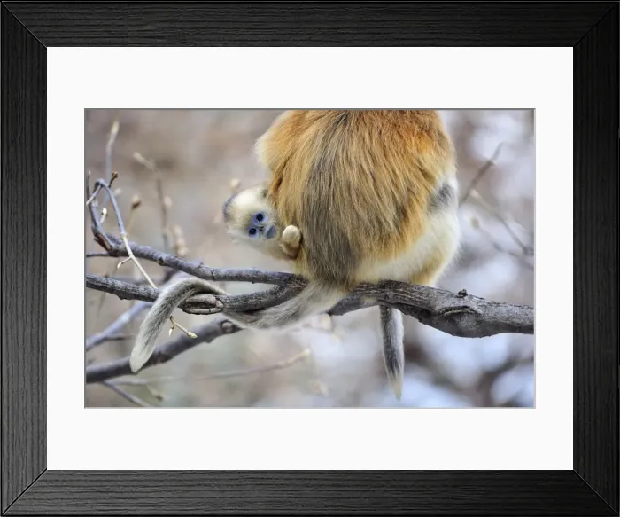 Framed Print : Picture No. 10909577 Framed Print : Picture No. 10909577